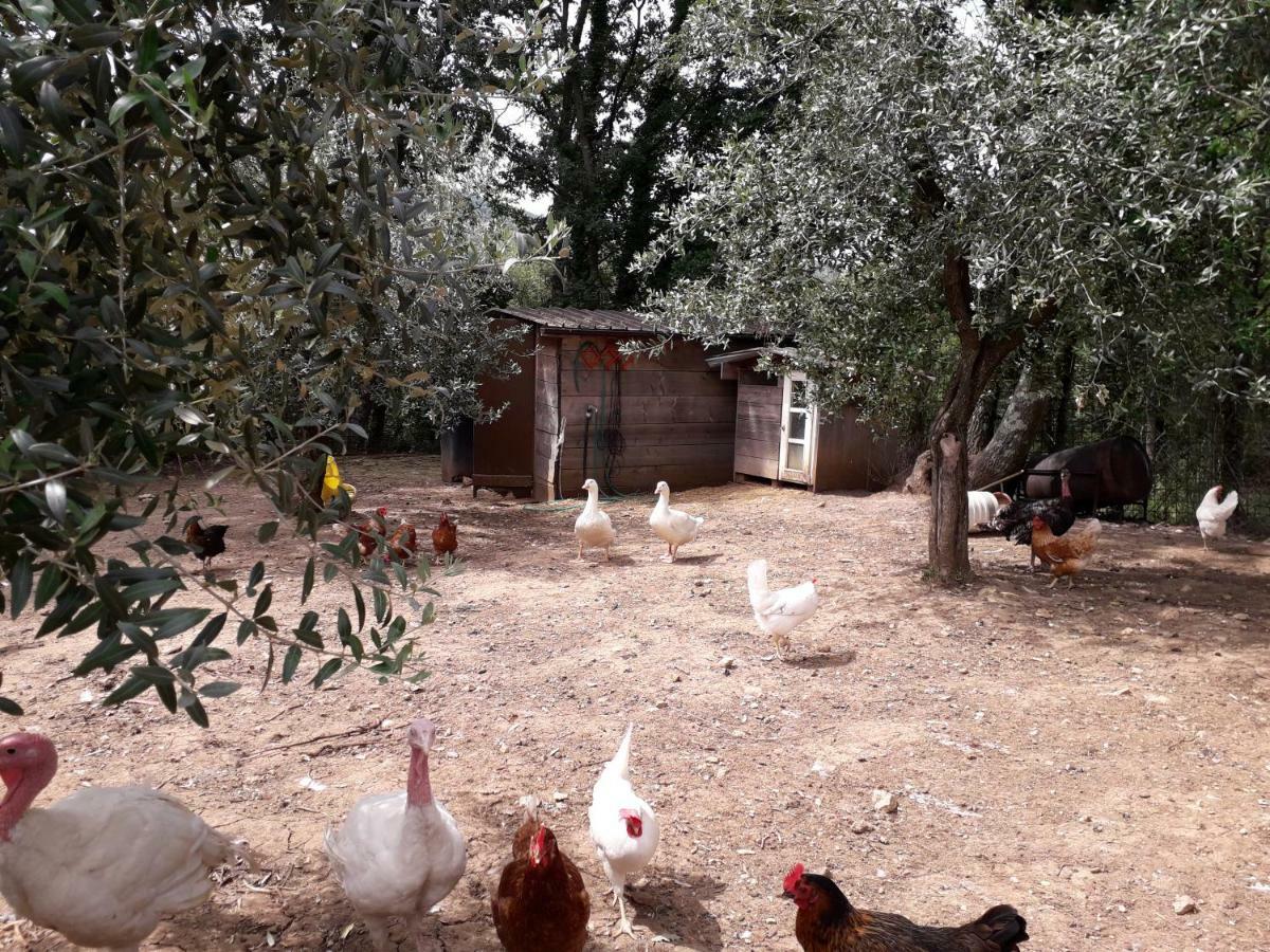 Alle Preci Country House Santa Restituta المظهر الخارجي الصورة
