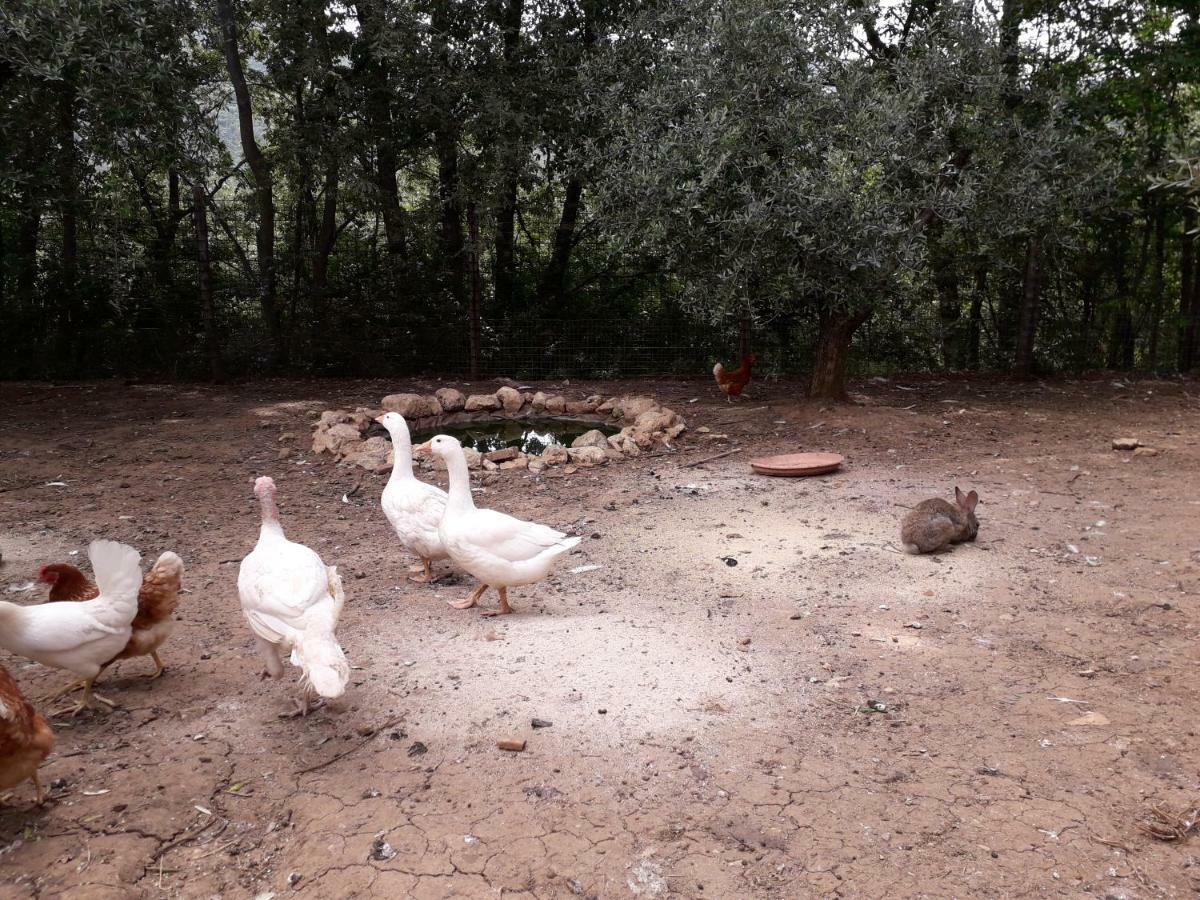 Alle Preci Country House Santa Restituta المظهر الخارجي الصورة